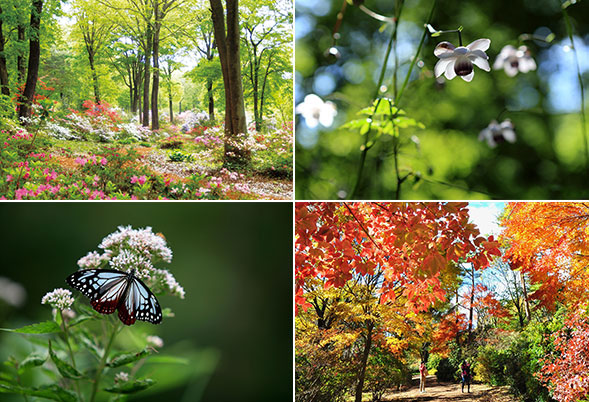 赤城自然園の環境保全活動のサポート